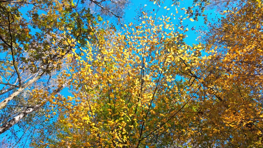 Vibrant autumn foliage swaying in breezy forest under clear blue sky.