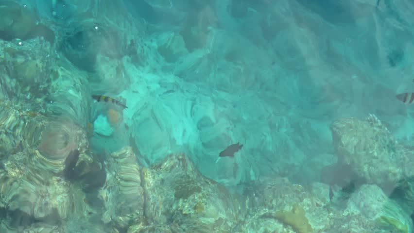 Static overhead view of sergeant major fish moving above coral rocks in clear lagoon