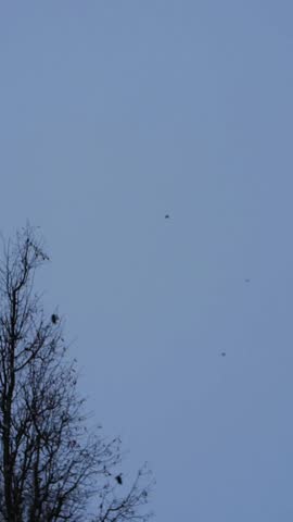 Birds Flying Over a Bare Tree at Dusk - Aesthetic Winter minimalism B-Roll: Silhouetted Birds in a Blue Twilight Sky for Mindfulness