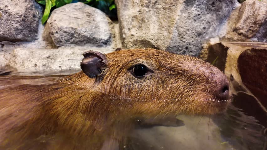 Capybara Relaxing at Japanese Animal Cafe Enclosure