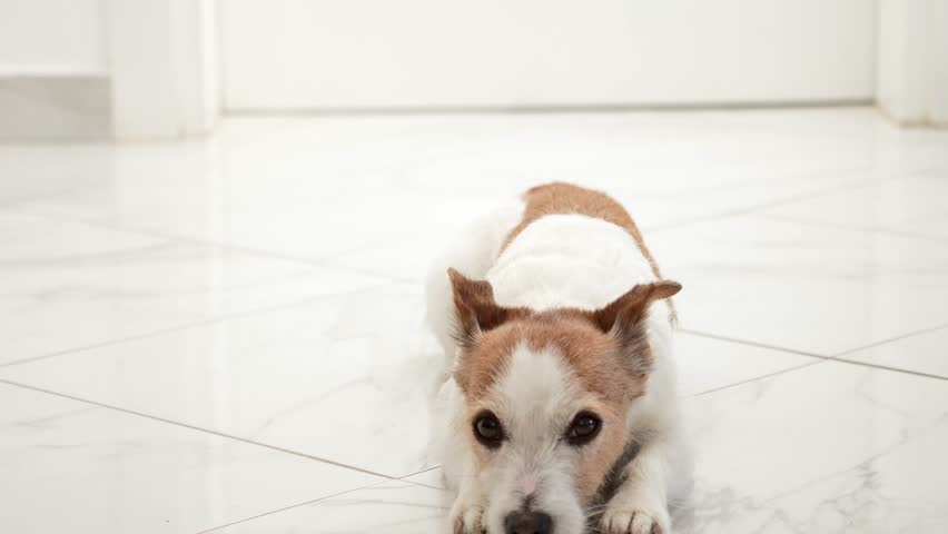 The terrier lies with head down, watching something quietly in bright space.