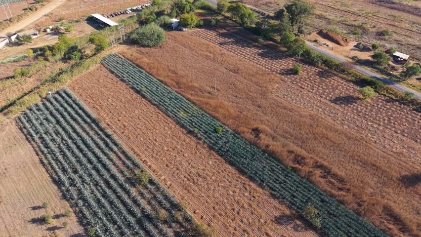 Traditional agave farming for mezcal production in Oaxaca
