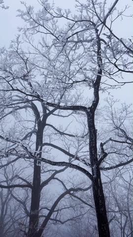 Vertical 1080p video looking up at tall tree silhouettes covered in thick rime ice (hoarfrost). The dark tree branches contrast sharply against the white foggy sky. Intricate patterns of frozen nature in a cold winter forest. Minimalist composition suitable for backgrounds and conceptual use.