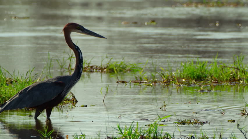 A heron moves through the water in Okavango Delta, searching for fish. It uses its sharp eyes and quick strikes to catch prey in the wetland habitat.