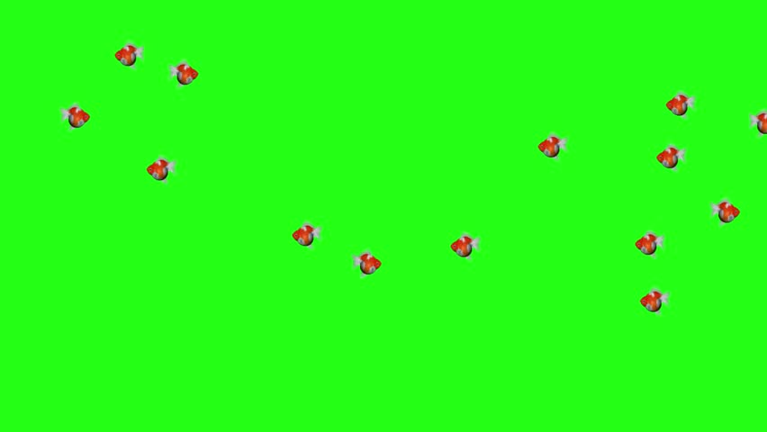 School of Colorful Tropical Aquarium Fish Swimming on Green Screen