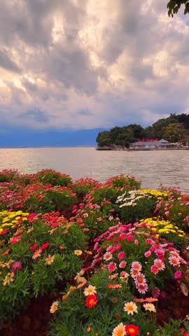 Vertical 1080p timelapse video of a vibrant flower bed with pink and yellow daisies in the foreground. In the background, fast-moving dramatic clouds sweep over Erhai Lake and the Cangshan Mountains in Dali, Yunnan, China. The water ripples dynamically while the flowers sway in the wind. A scenic travel spot representing spring and romance.