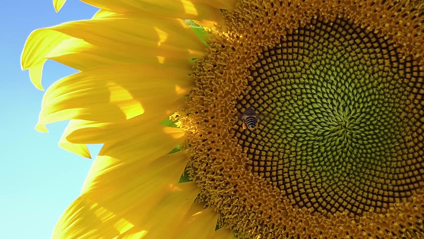 4K slow motion footage. Stunning macro shot honeybee pollinating vibrant yellow sunflower against clear blue sky. High-detail footage capturing nature