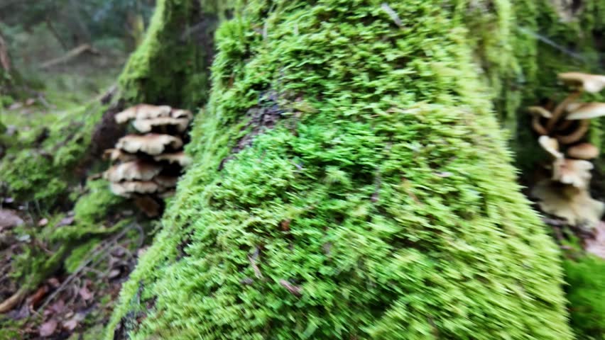 Close up of mushrooms growing on a tree stump in the forest on a sunny autumn day.