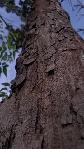 the texture of a tree standing firmly in the middle of a wide expanse of rice fields on the edge of the highway under the sunlight