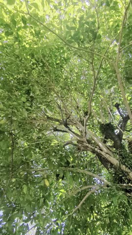 Beautiful sunlight shining through lush green forest canopy.