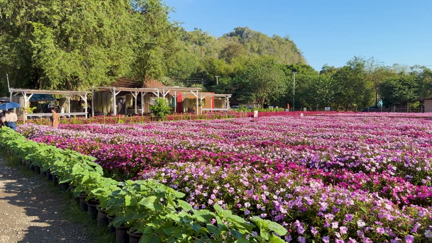 A horizontal camera pan captures a vast field of blooming pink flowers under bright sunlight