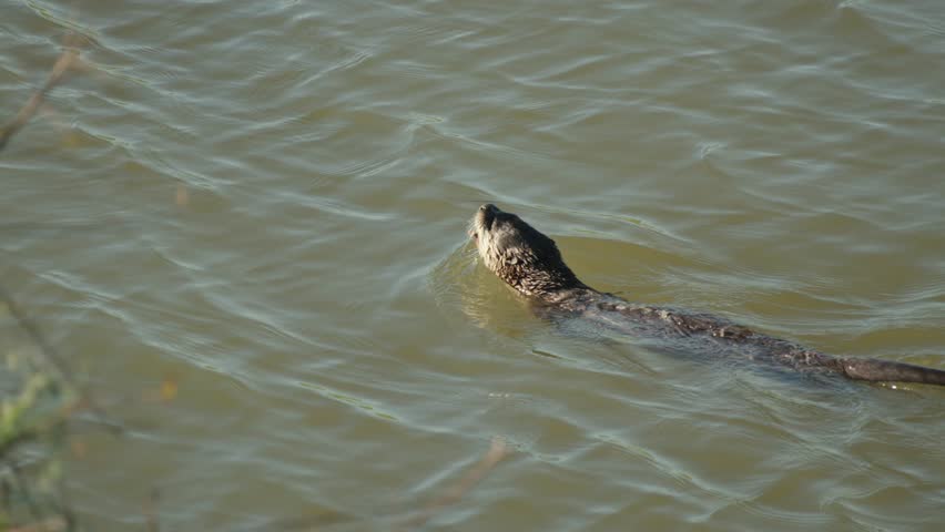North American River Otter Swimming and Eating in the Sacramento River