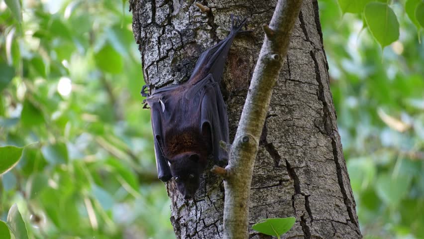 Close up shot of a black flying fox (Pteropus alecto) clambers on the tree trunk amidst lush canopy, stretches and extends its wings, a native Australian fruit bat.