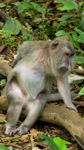 Long-tailed macaque scratching its butt and sniffing its hand