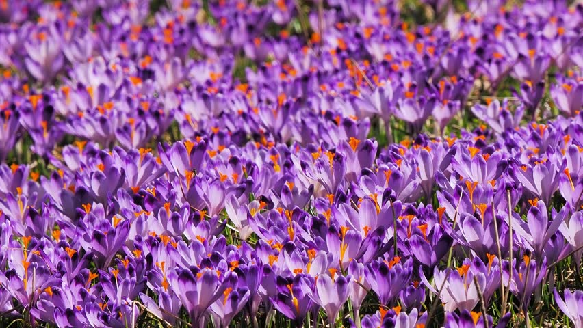 panorama of crocuses blooming in a field