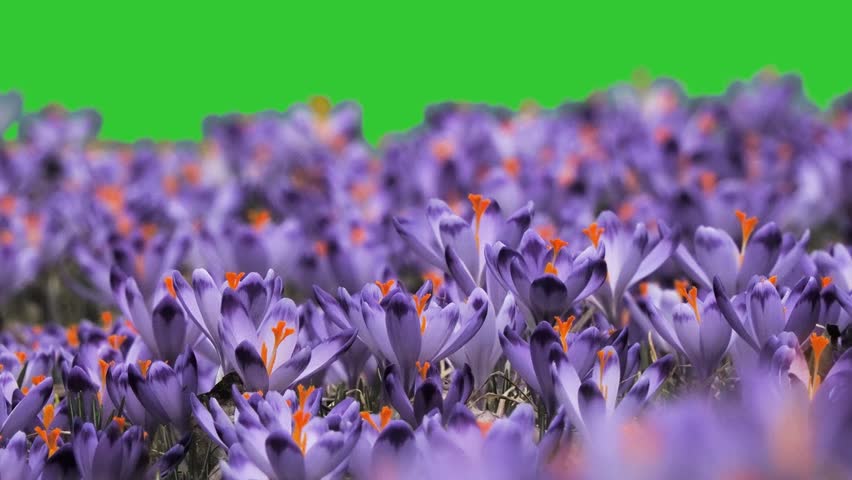 first flowers of spring, saffron, green screen