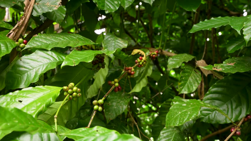 Coffee arabica plant with mature cherries in a lush Bali garden