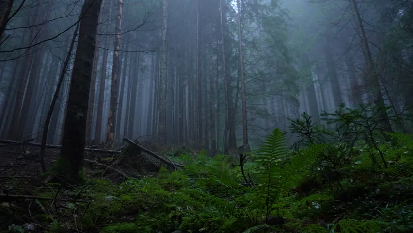 Misty woodland scenery of Pahernik Forest during evening light