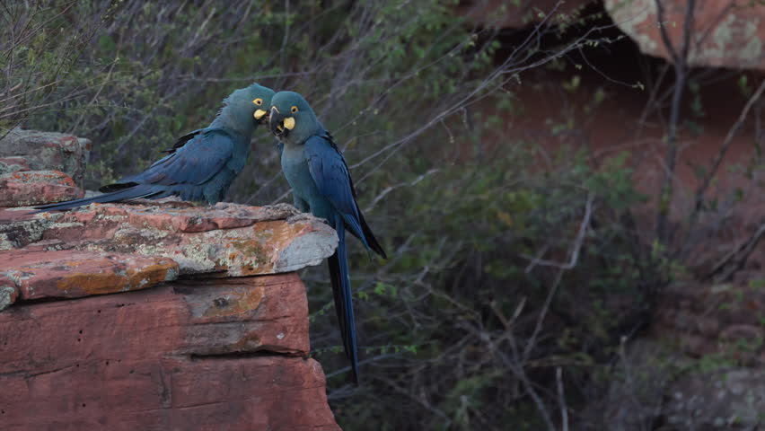 Slow Motion flying Endangered Lears Indigo Macaw parrot bird nesting cliff in Caatinga- from original 8K