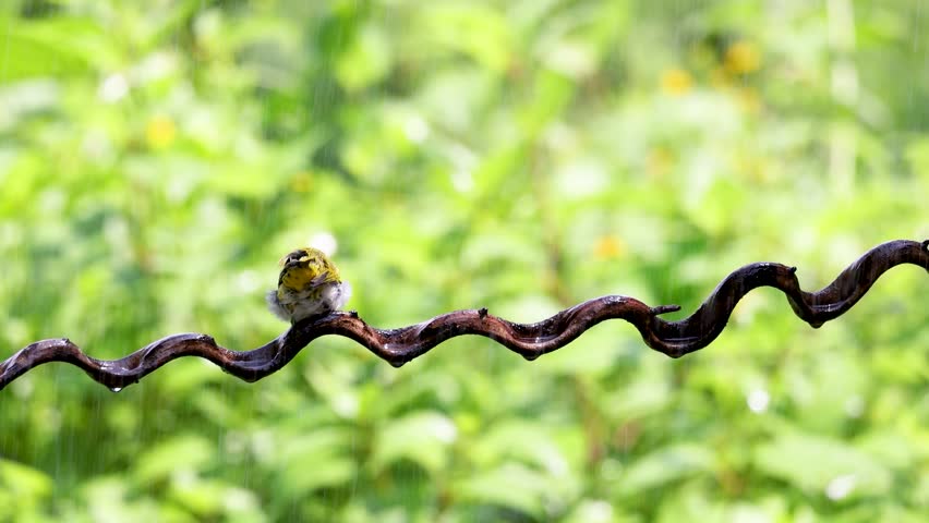 The white-eyed bird bathes on a vine.
