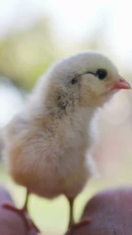 Close up low angle shot of tiny yellow and grey baby chick standing on hand with blurred green background looking around curiously