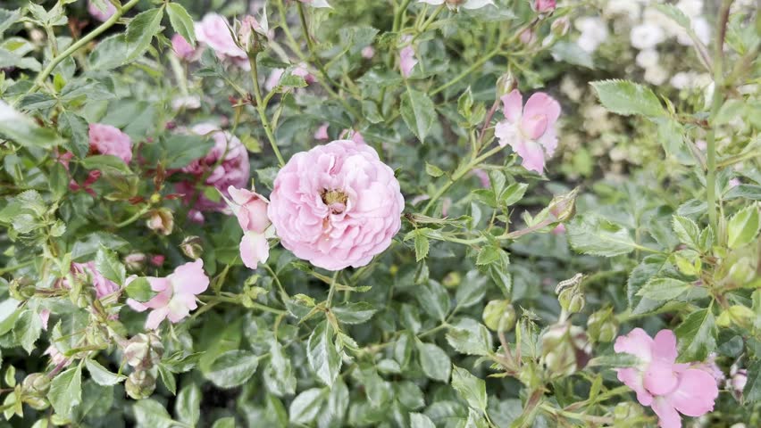 Pink Flowers Blooming in a Garden During Spring Season