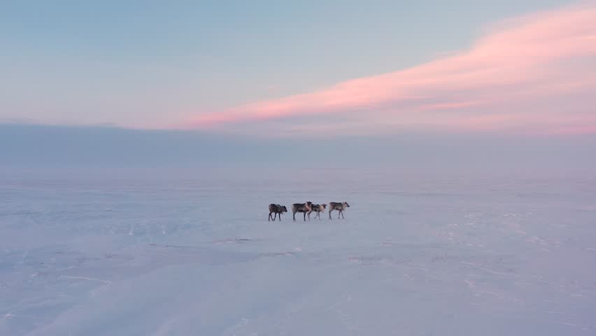 Four reindeer walk across the tundra in winter