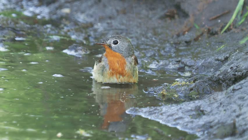 The red-breasted flycatcher male bird taking a bath, Ficedula parva, and nightingale song on background
