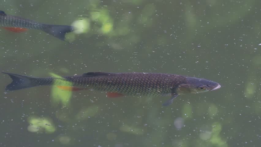 European chub fish in the water, Squalius cephalus