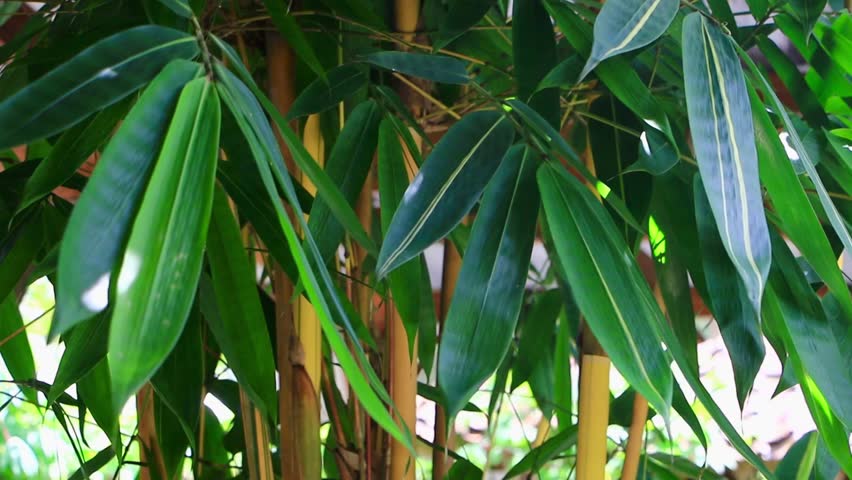 Exotic of a yellow bamboo tree with green leaves waving in the wind
