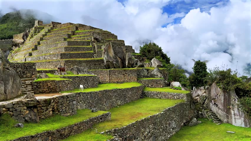 Machu Picchu highlands Llamas Alpaca animals feeding tourist circuit landscape sunny fog cloudy morning Peru Perú terrace layers Inca rainy season Peruvian Andes Temple Sanctuary lush green jungle