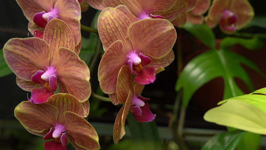 close up view of Phalaenopsis flowers blooming, under breezing wind, moth orchid inside tropical greenhouse thriving, showing its beautiful bright colors, rare variegate plants