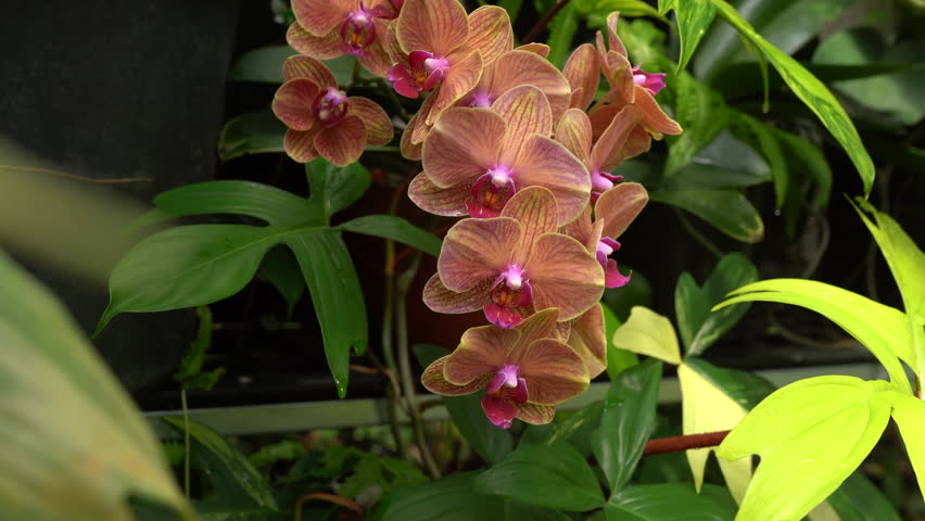 close up view of Phalaenopsis flowers blooming, under breezing wind, moth orchid inside tropical greenhouse thriving, showing its beautiful bright colors, rare variegate plants