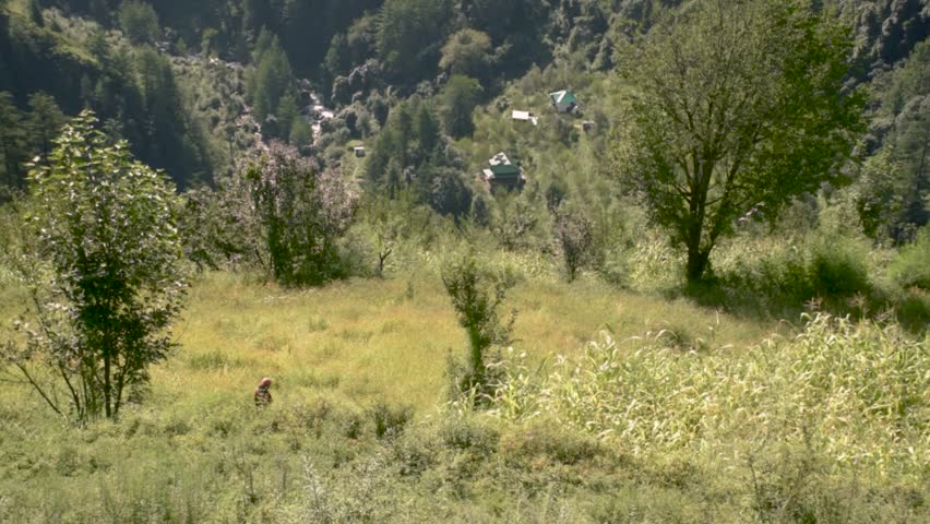 Woman Cutting Grass in Mountain Field Near Jibhi, Himachal Pradesh, India