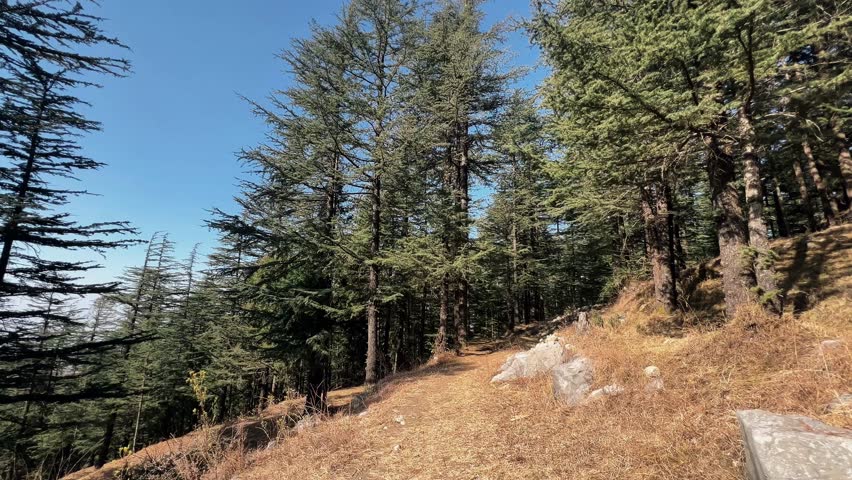 Forest trail running through dense pine trees on mountain slope, natural woodland path with dry grass and rocks, outdoor nature landscape, hiking route, wilderness environment