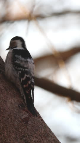 Close-up of an adult female lesser spotted woodpecker (Dryobates minor) pecking at a tree trunk, positioned with her back to the camera on a sunny autumn day.
