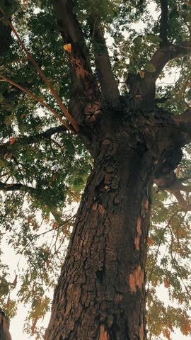Worm’s-eye perspective of a tree canopy against open sky.
