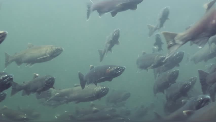 Large school of Salmon in a river in the Pacific Northwest in Canada.