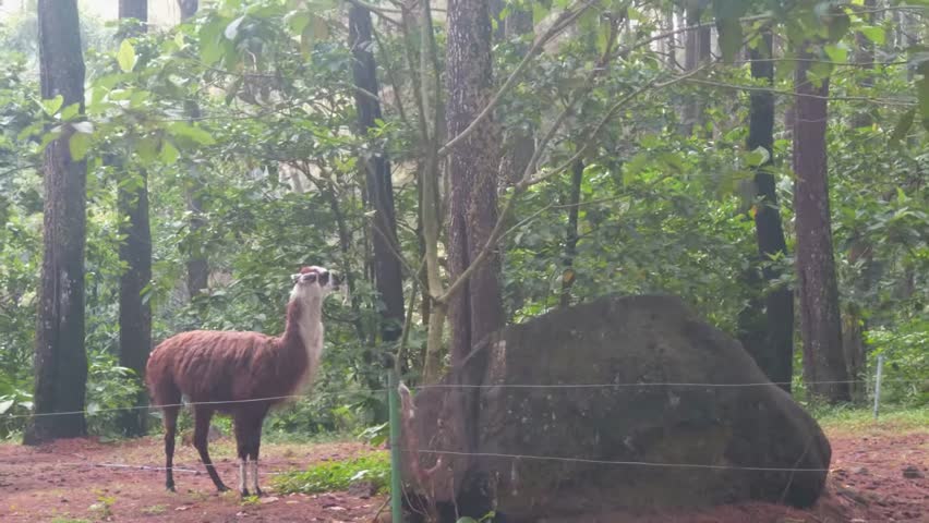 A Llamas' Adventure in a Lush Green Jungle Surrounded by Majestic Trees and Rocks