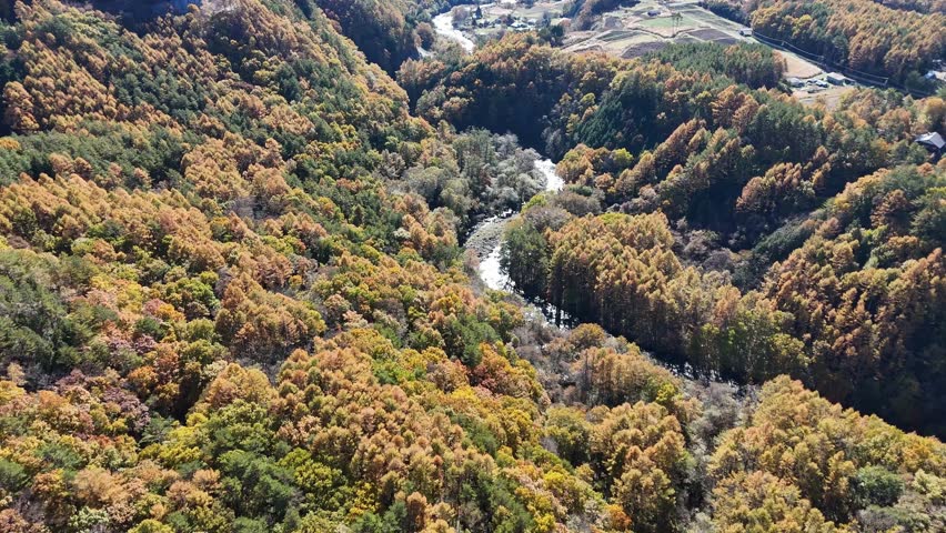 A beautiful forest with a river running through it. The trees are full of leaves and the sky is clear