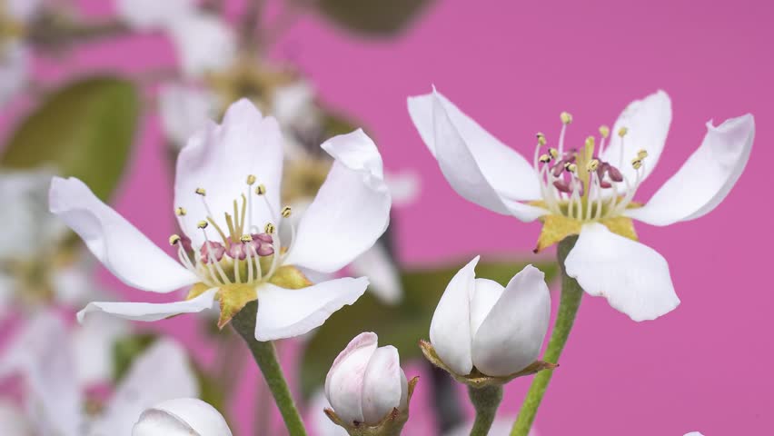 Closeup of White Flowers Blooming on Pink Background