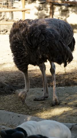 An ostrich bends down and pecks food on the ground inside a zoo enclosure. Calm natural behavior of a large flightless bird in a controlled environment