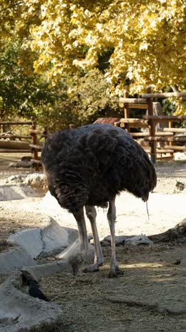 An ostrich bends down and pecks food on the ground inside a zoo enclosure. Calm natural behavior of a large flightless bird in a controlled environment