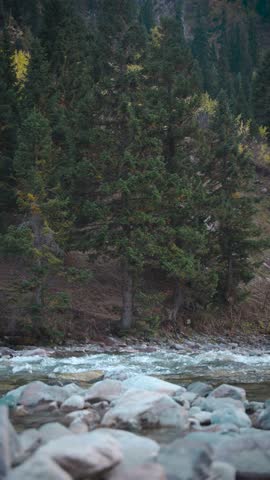 Vertical Static View of Mountain River Flowing Past Pine Forest with Blurred Foreground, Autumn River Landscape with Green Conifer Forest
