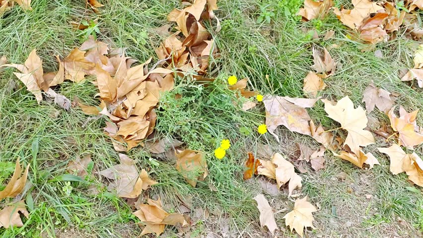 Yellow wildflowers among fallen leaves and grass, gently swaying in autumn breeze, soft calm morning light in Spain, Mediterranean, 4K horizontal footage, perfect for nature, relaxing, and outdoor scenes.