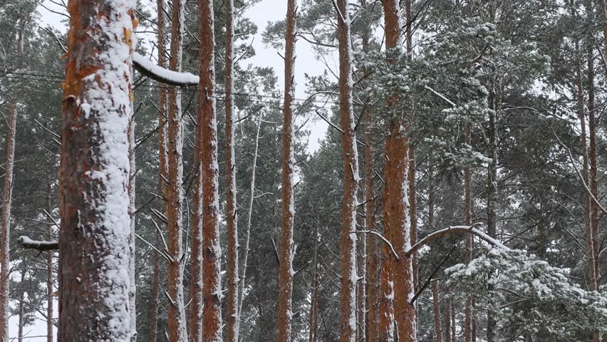 a country house in a snowy pine forest