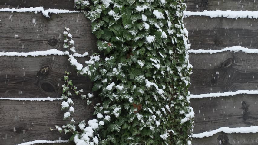 a country house in a snowy pine forest