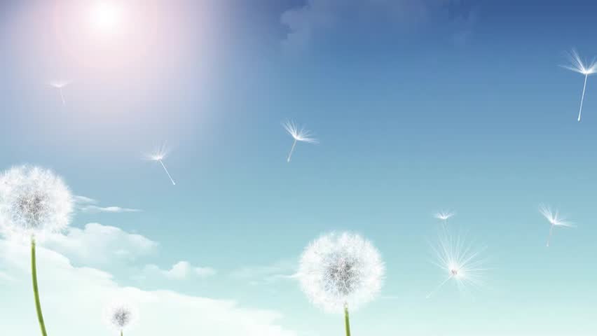 A serene scene of fluffy dandelion seeds gracefully drifting through a clear blue sky, illuminated by a soft sun flare, evoking feelings of peace and nature