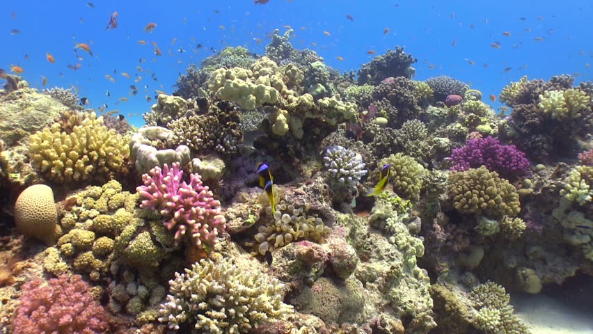 Colorful Fish on Vibrant Coral Reef, static scene, Red sea