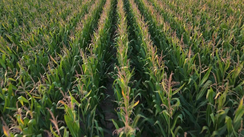 Low-level close-up aerial view of a lush green cornfield in Zemplén, Hungary, showcasing vibrant rows of crops on a sunny September day, highlighting the beauty of rural agriculture and nature.